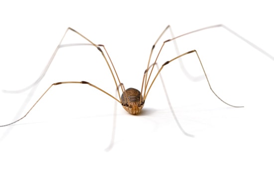 araignée à longues pattes - Commune au Québec