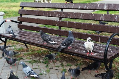 Pigeons et excrements de pigeon sur un banc de parc.