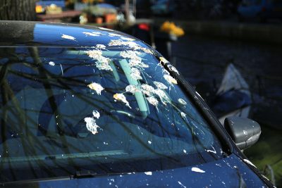 Excrements de pigeon sur le pare-brise d'une voiture.