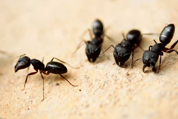 Groupe de fourmis charpentières