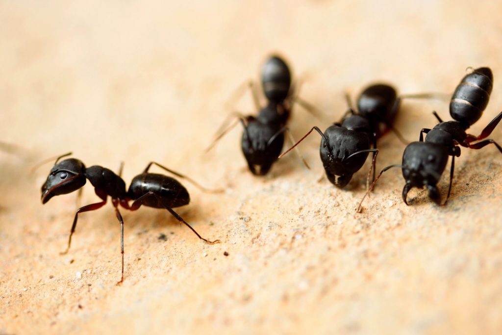 Groupe de fourmis charpentiere sur morceau de bois