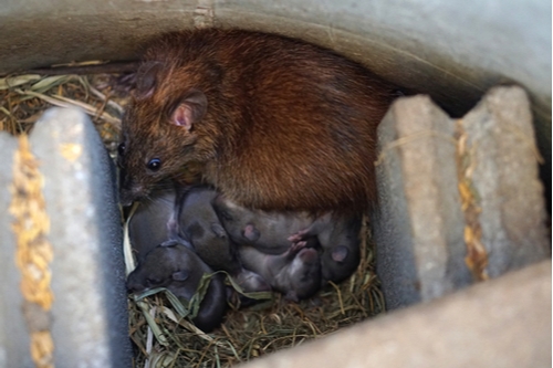 Une maman rat qui nourrit ses bébés.