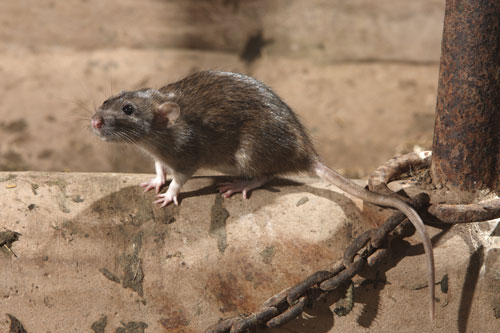 Les souris, rats, mulot : ces rongeurs dont il faut se défaire