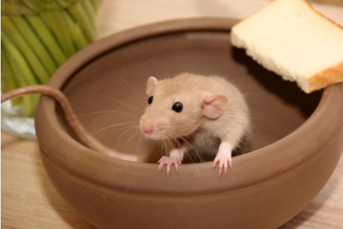 Rat domestique dans un bol.