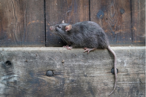 Rat sauvage sur une poutre de bois.