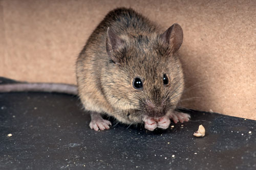 Rongeurs : les espèces de rats et de souris - Rats & Souris